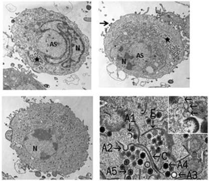 Image of Ranavirus