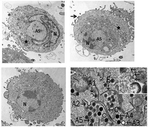 Plancia ëd Ranavirus