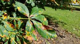 Image of red horse-chestnut