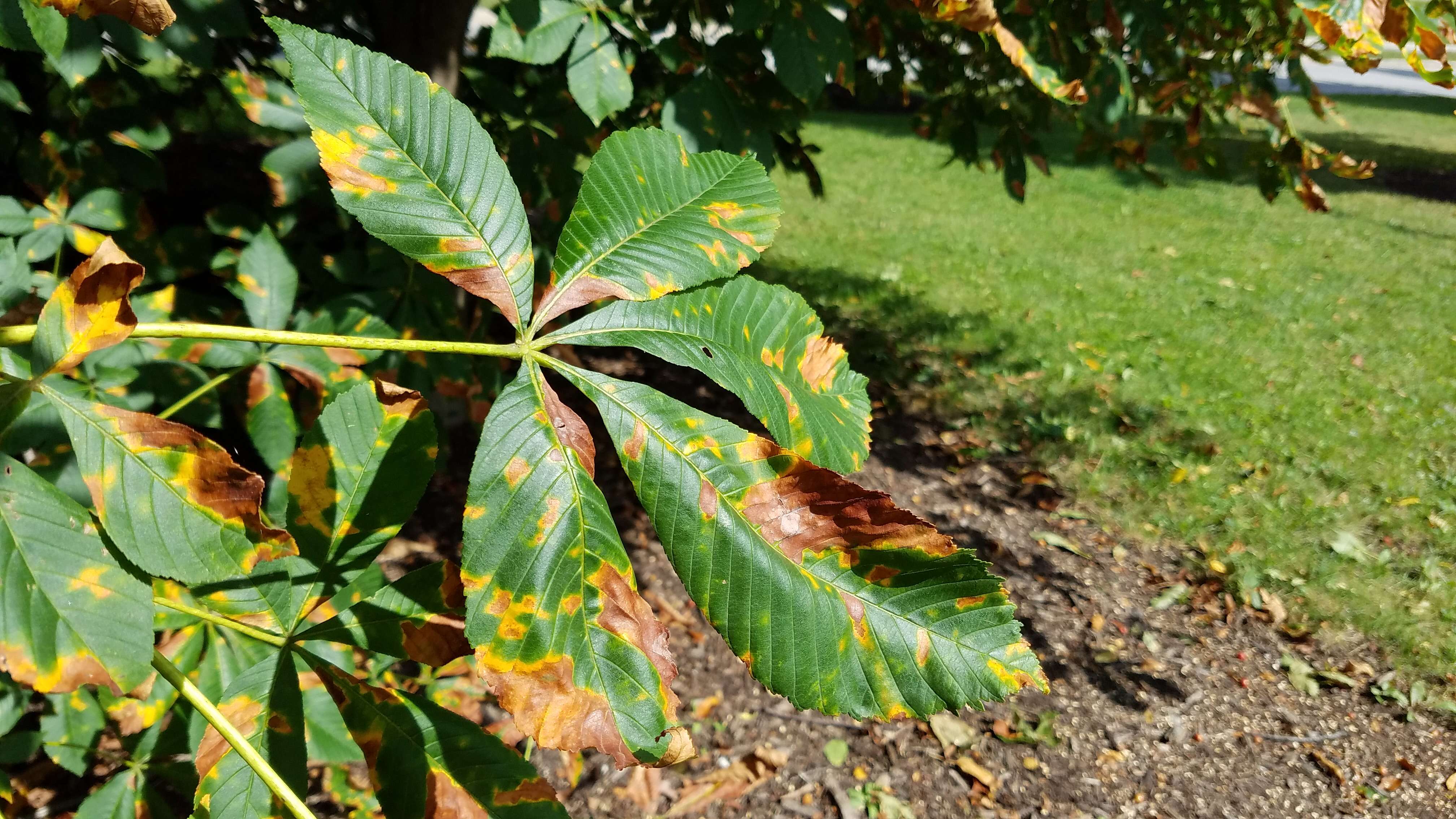 Image of red horse-chestnut