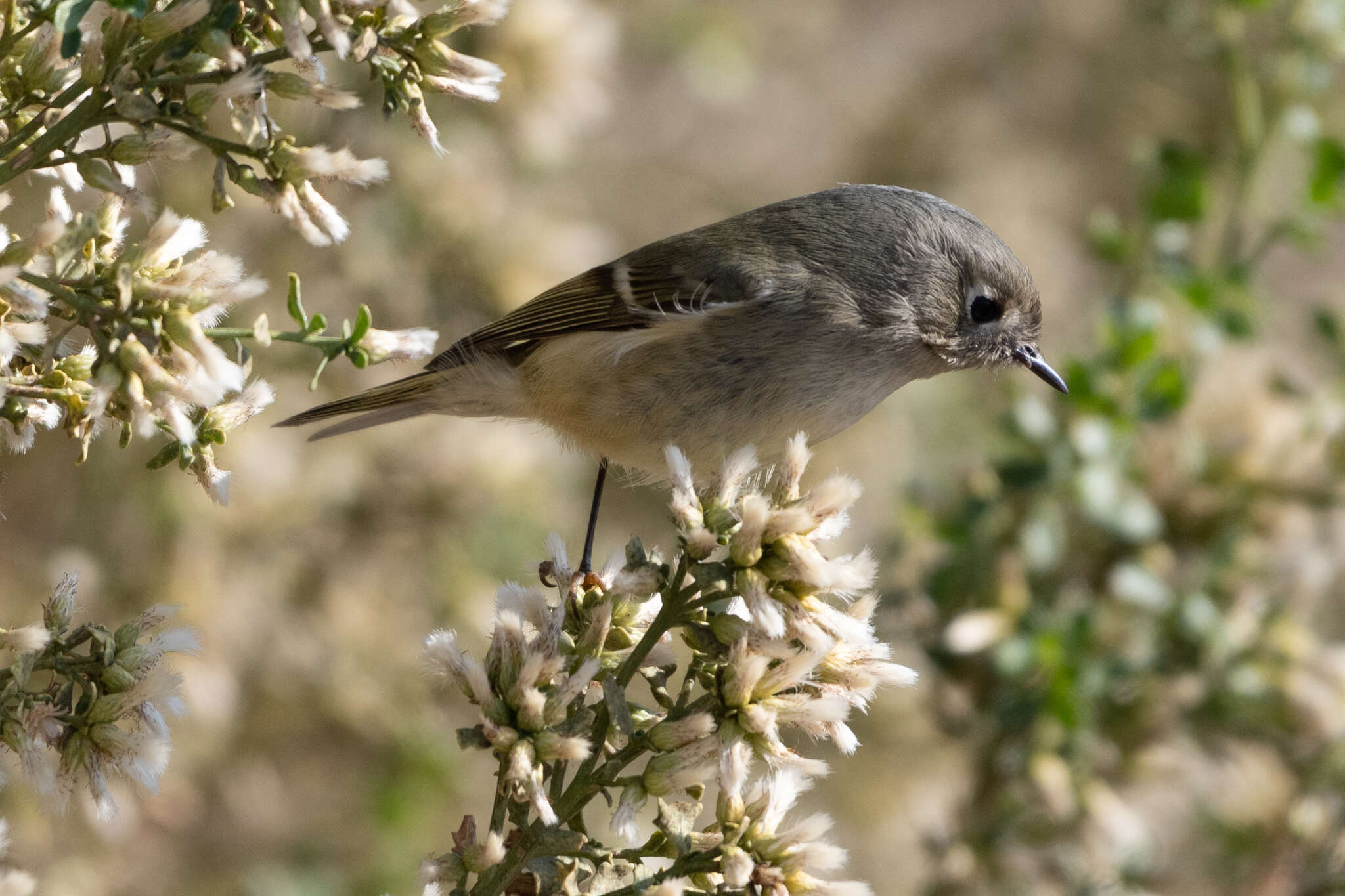 Image of goldcrests and kinglets