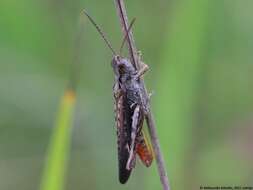 Image de criquet rouge-queue