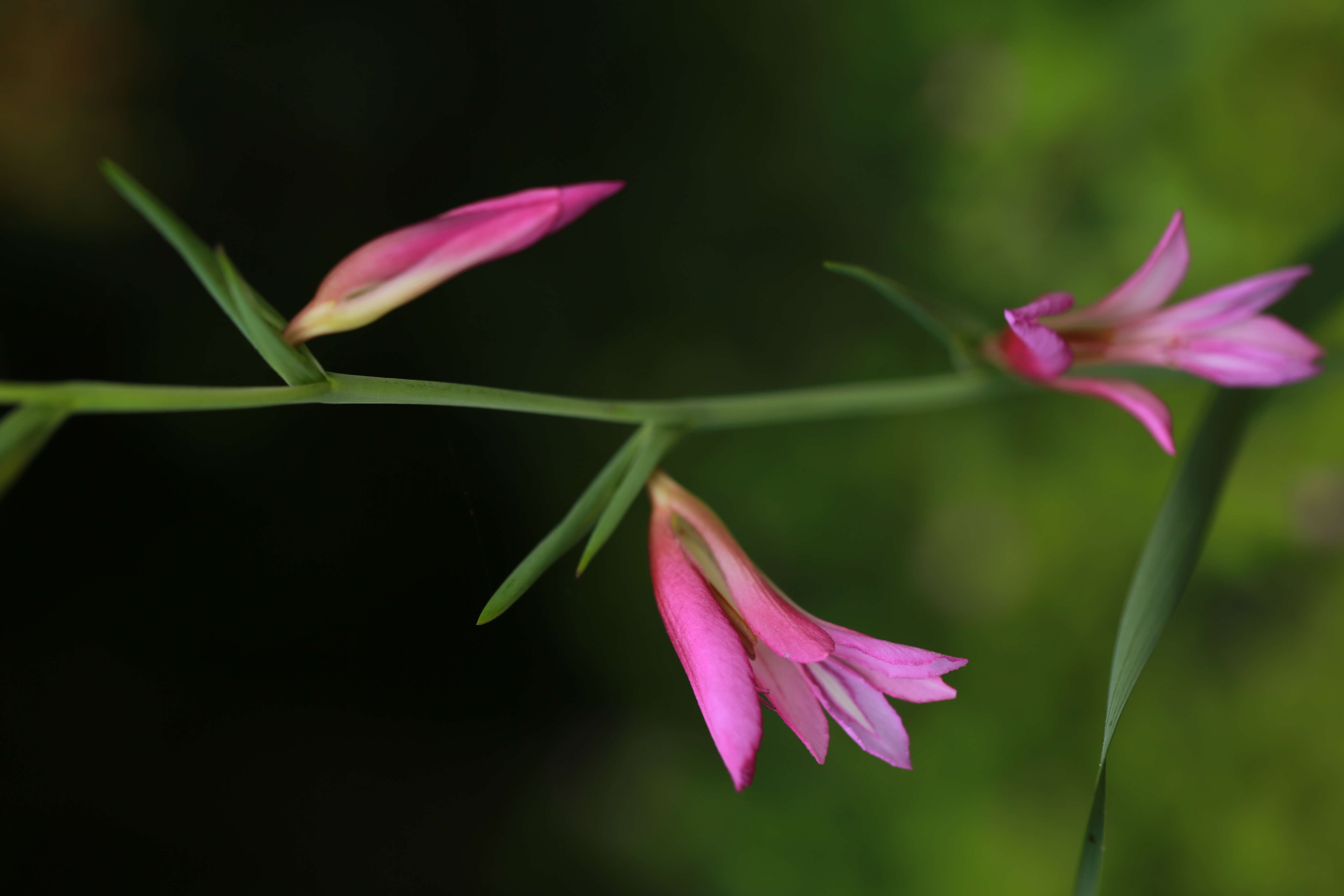 Image of Common Sword Lily