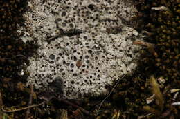 Image of Cow pie lichen