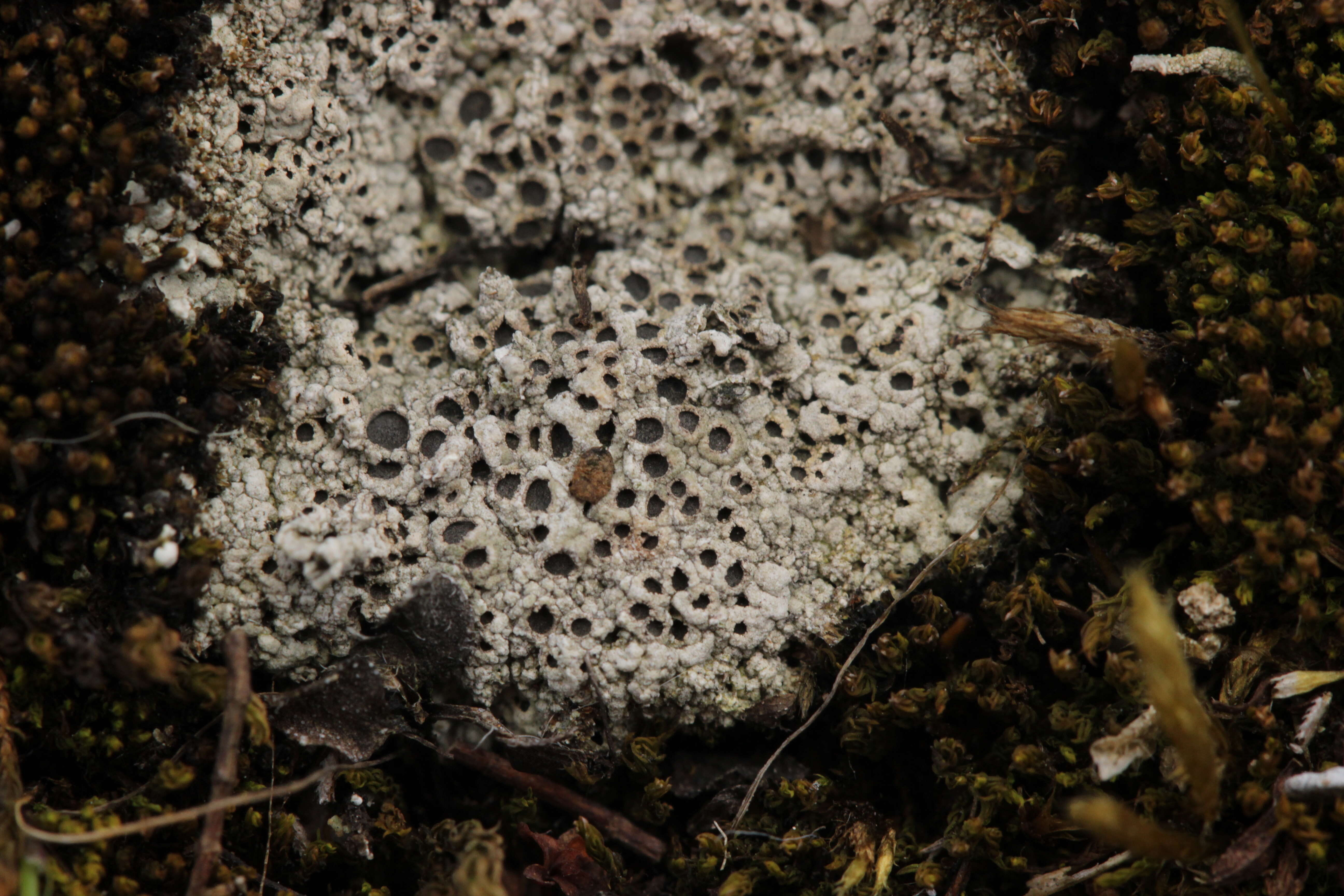 Image of Cow pie lichen