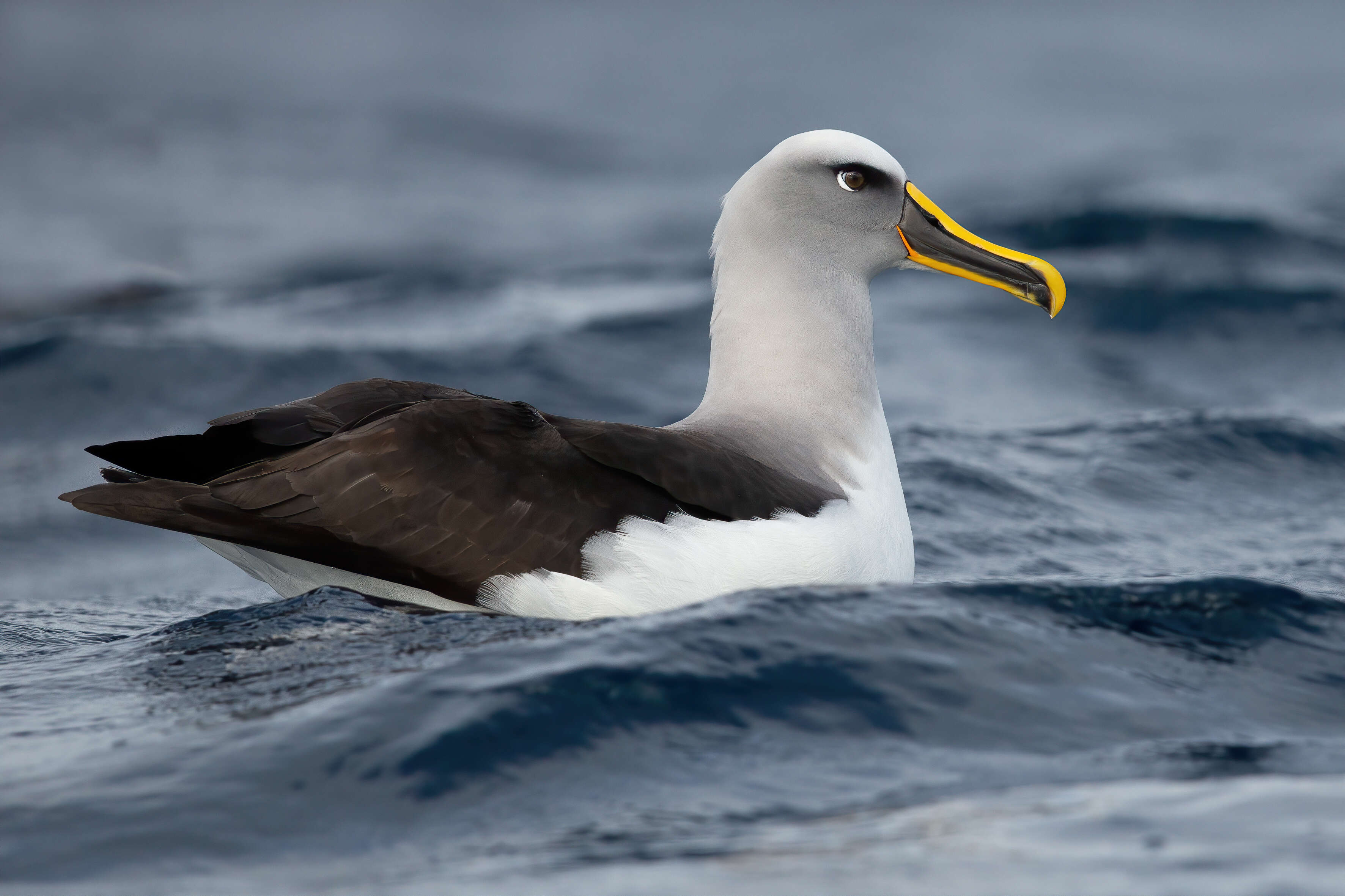 Image of Buller's Albatross