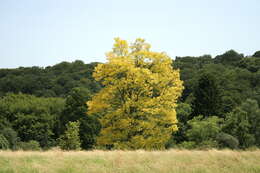 Image of black locust