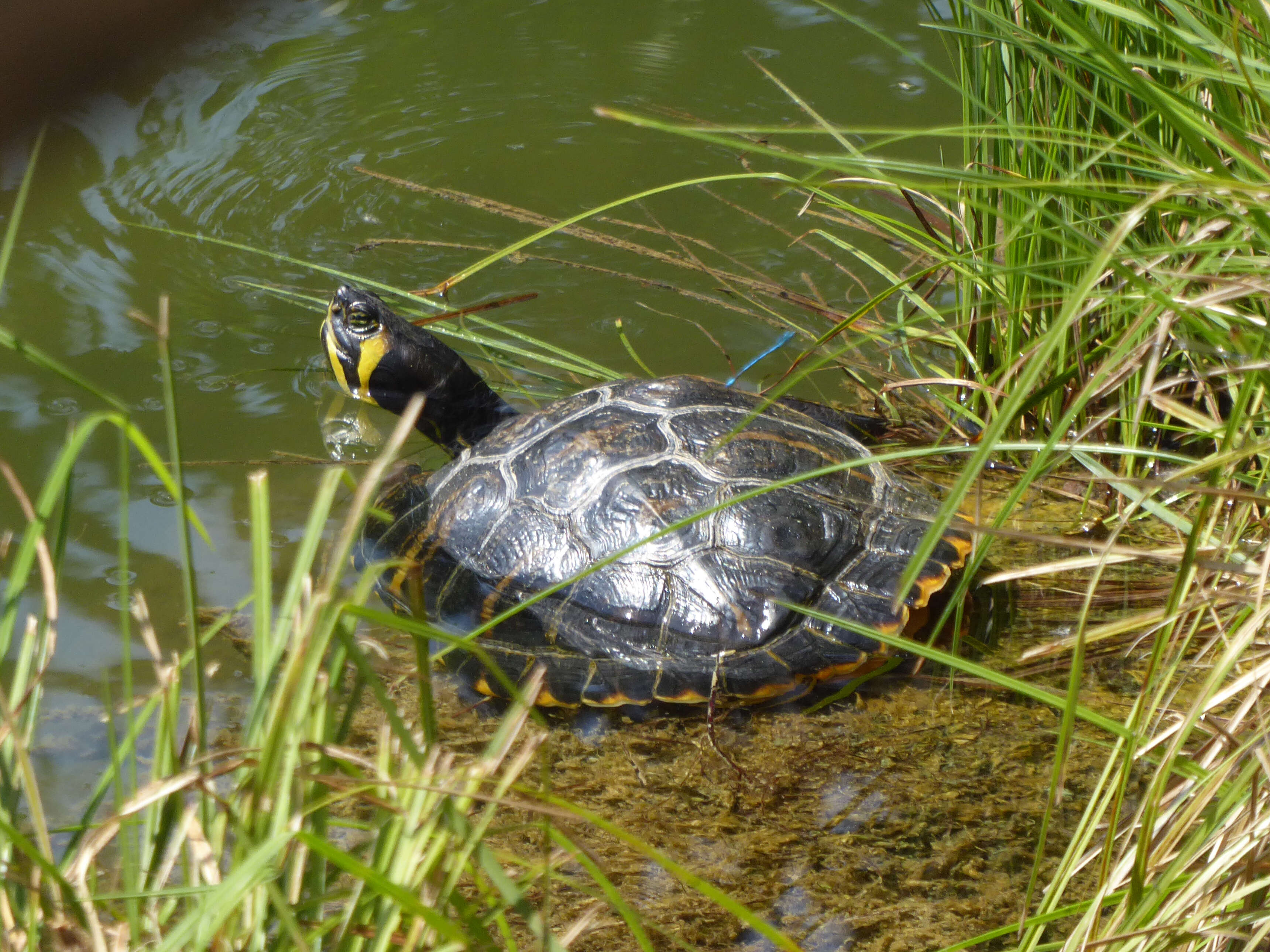 Image of yellow-bellied slider