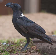 Image of White-necked Raven