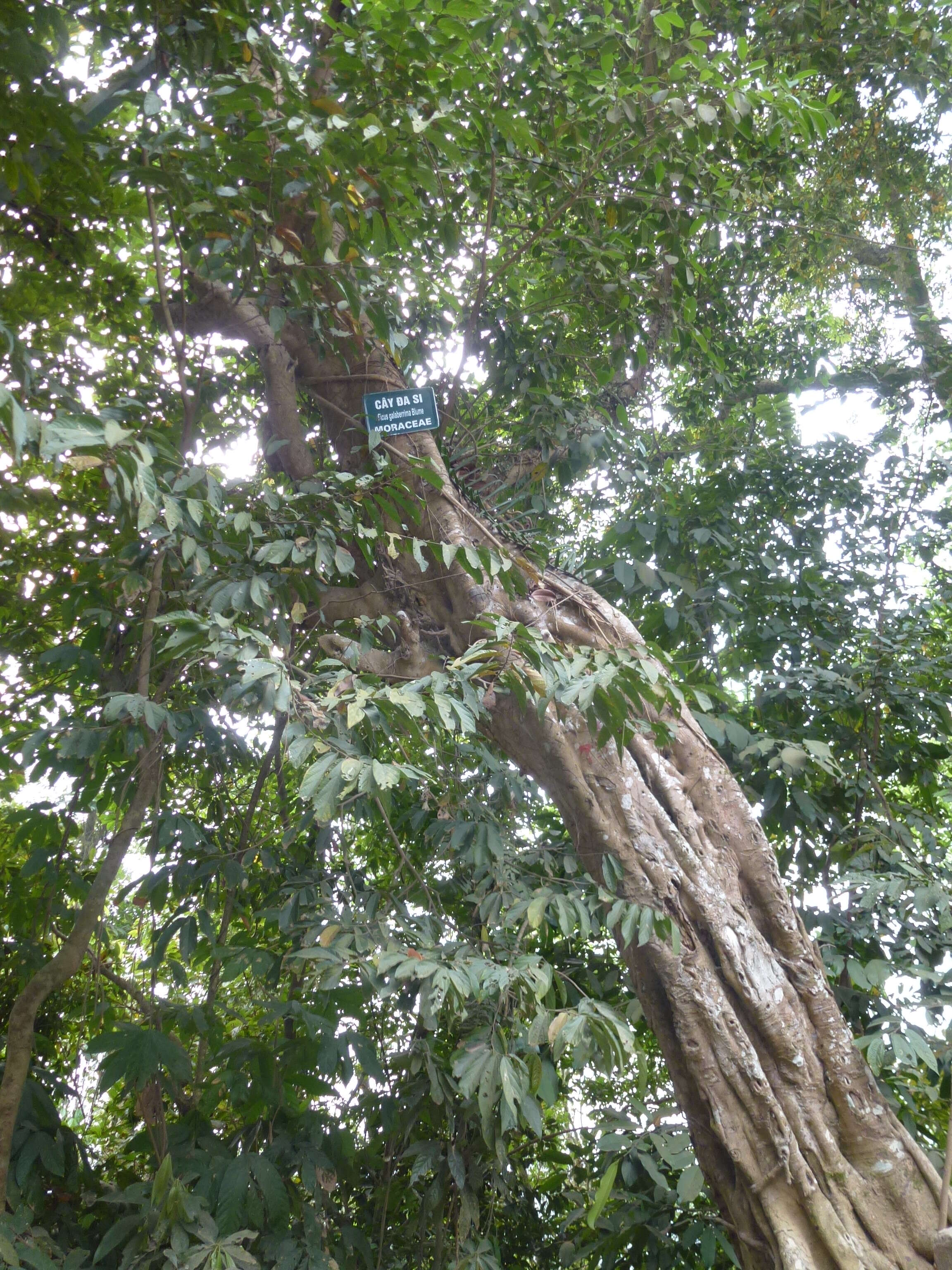 Image de Ficus glaberrima Bl.