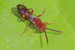 Image of Nomada ruficornis (Linnaeus 1758)