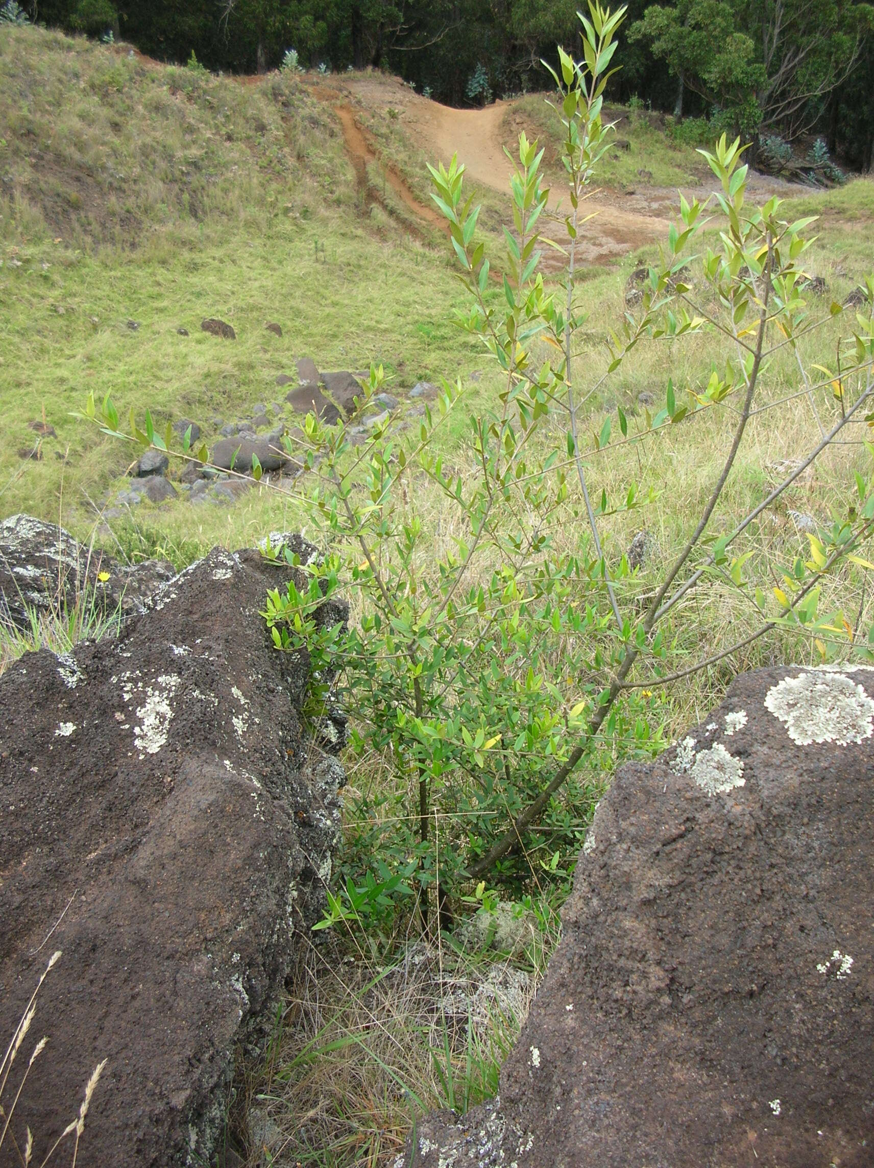 Image of olive tree