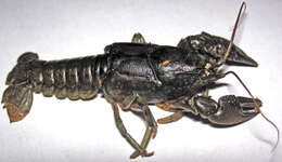 Image of Orconectes Cope 1872