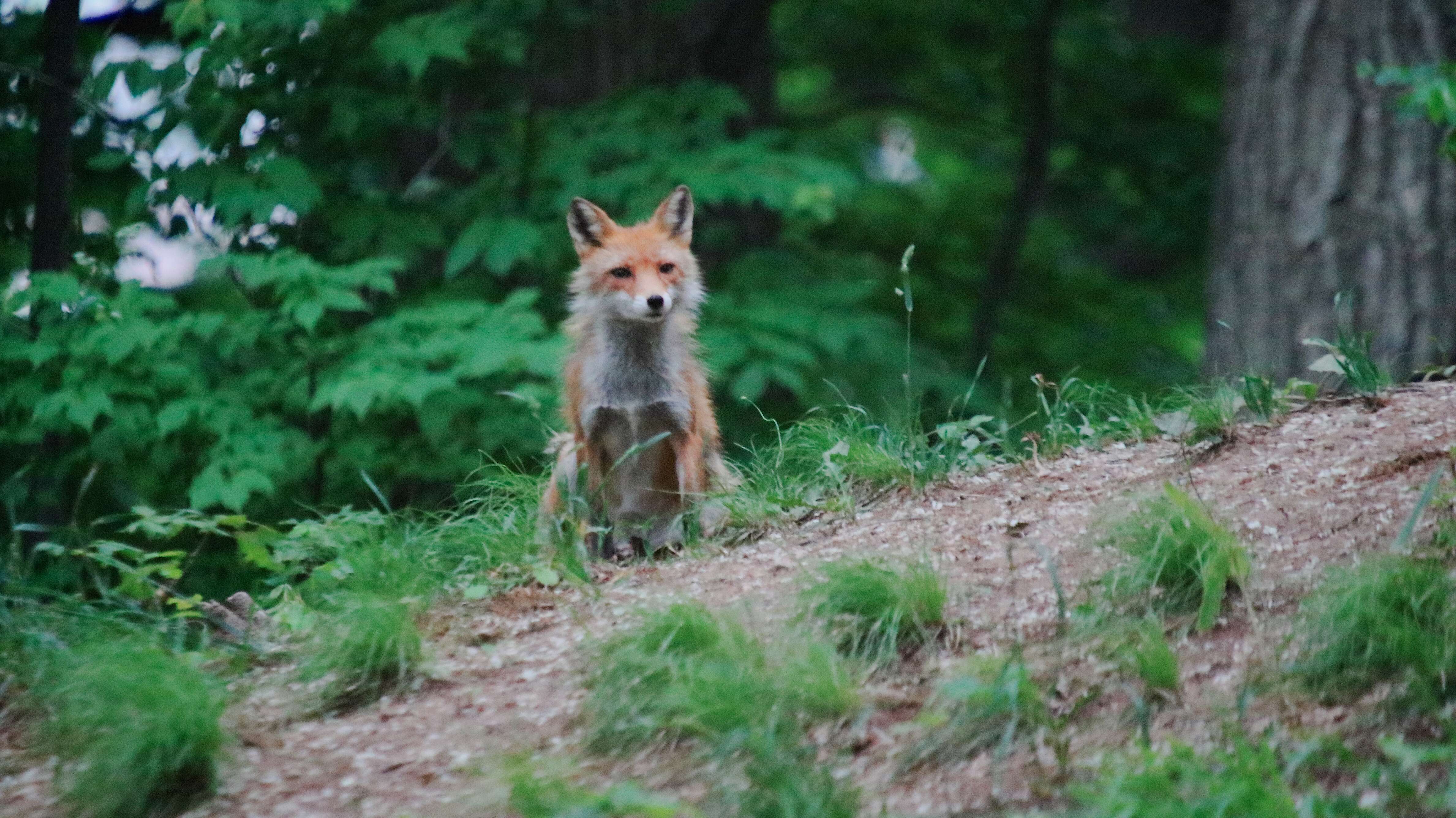 Image of Vulpes vulpes schrencki Kishida 1924