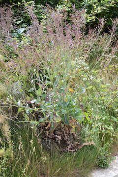 Image of Wild Mustard