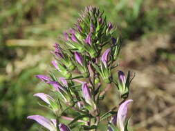 Image de Lobelia nicotianifolia Roth