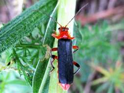 Image of Cantharis livida