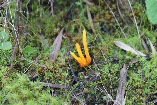 Image de Calocera