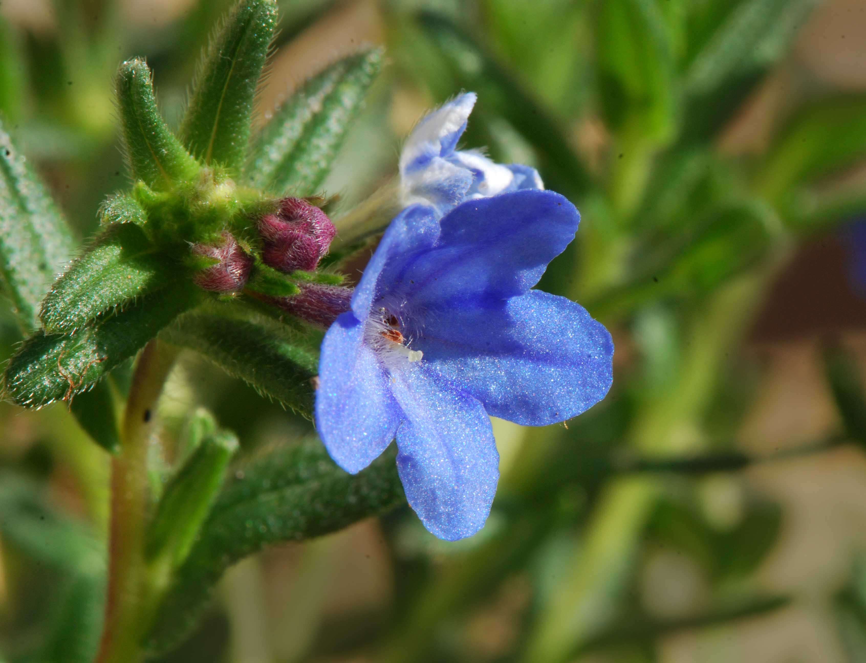 Plancia ëd Glandora prostrata (Loisel.) D. C. Thomas