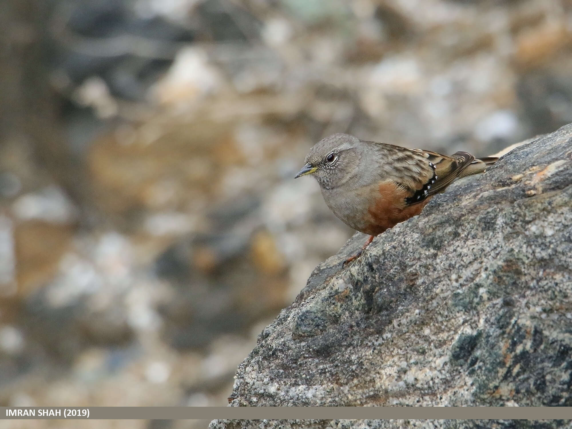 Image of Alpine Accentor