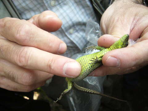 Image of Iberian rock lizard