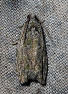 Image of Maple Twig Borer Moth