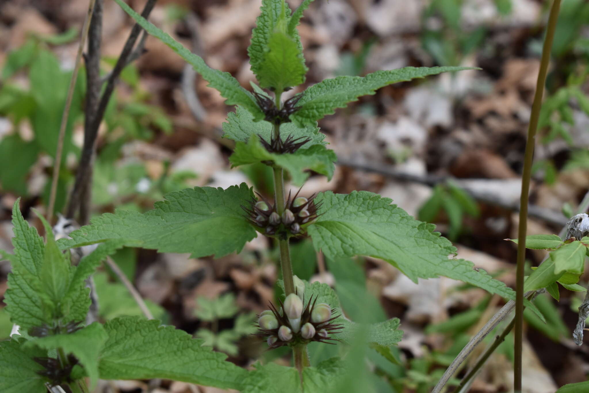 Image of white deadnettle