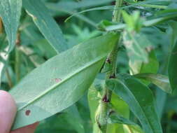 Image of purplestem aster