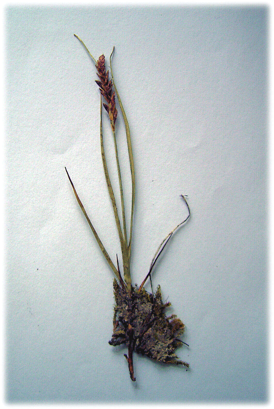 Image of Flat-sedge