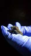 Image of Evening Bat