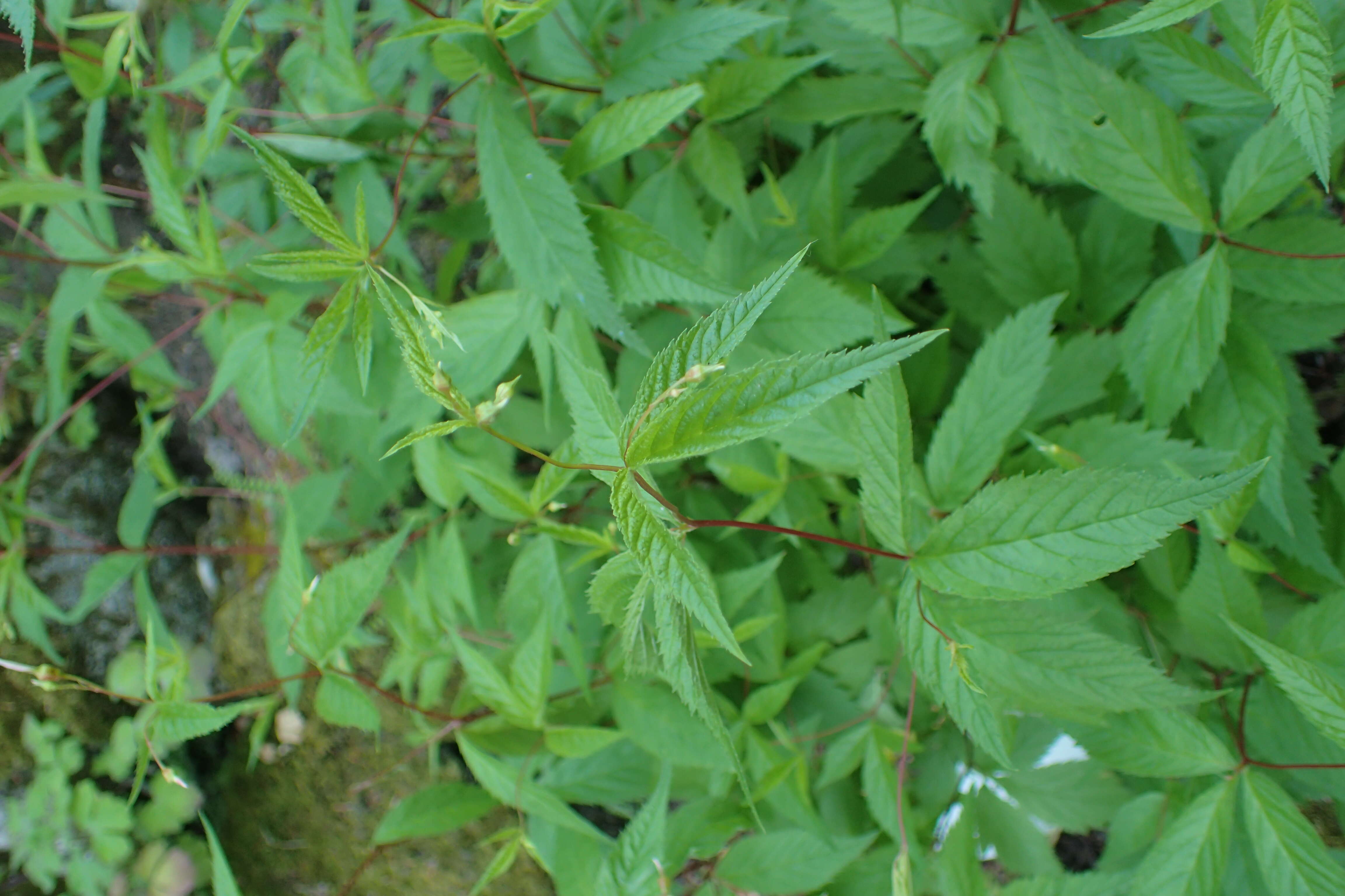 Image of Bowman's root