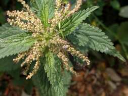 Image of Common Nettle