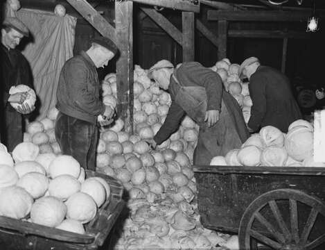 Image of white cabbage