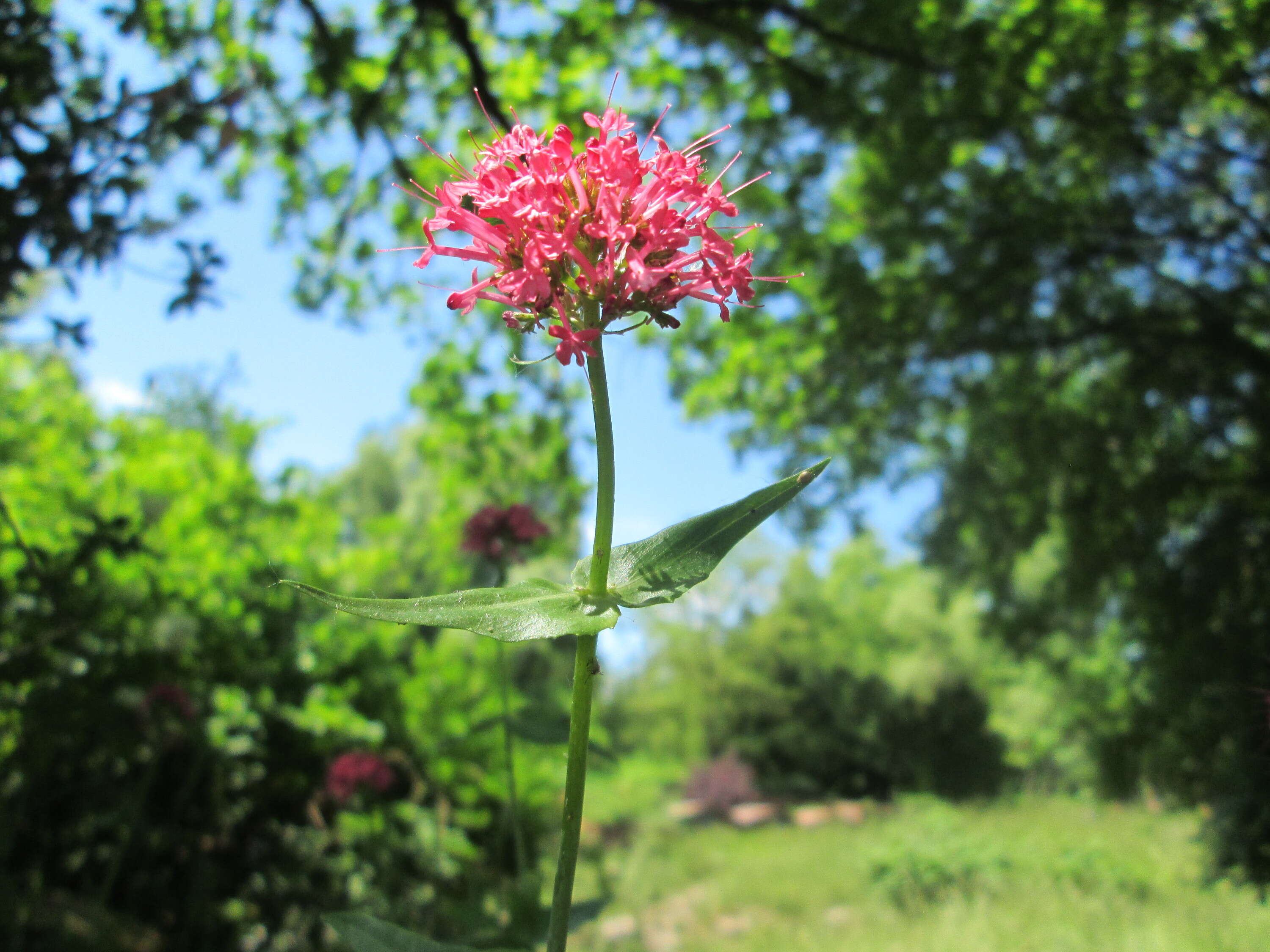 Image of Red Valerian