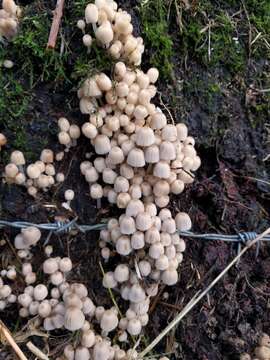 Image de Coprinellus disseminatus (Pers.) J. E. Lange 1938