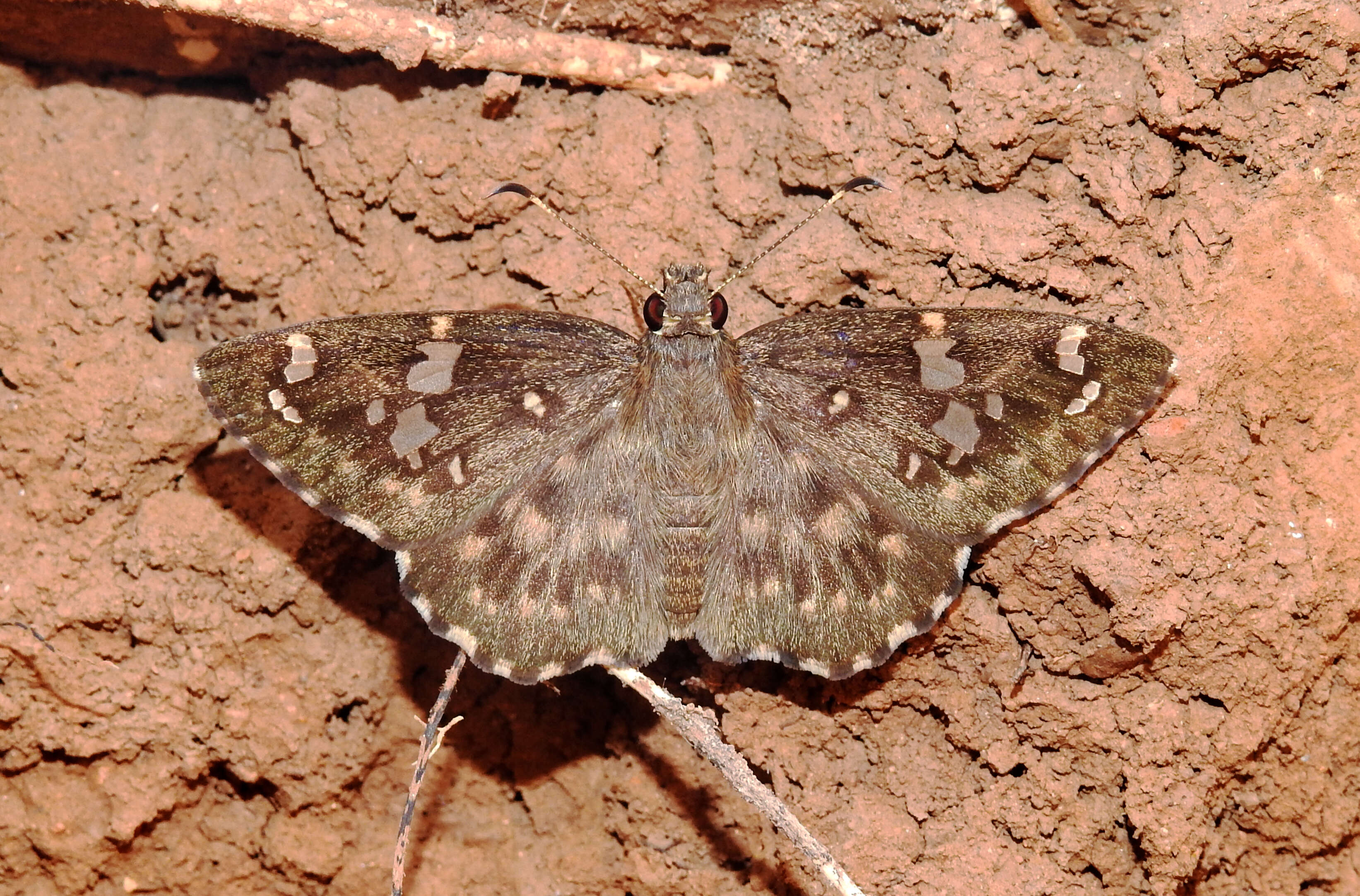 Image of Celaenorrhinus ambareesa Moore 1865