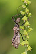 Image of Spined Assassin Bug