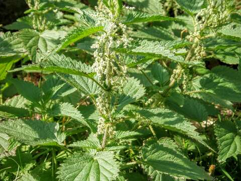 Image of Common Nettle