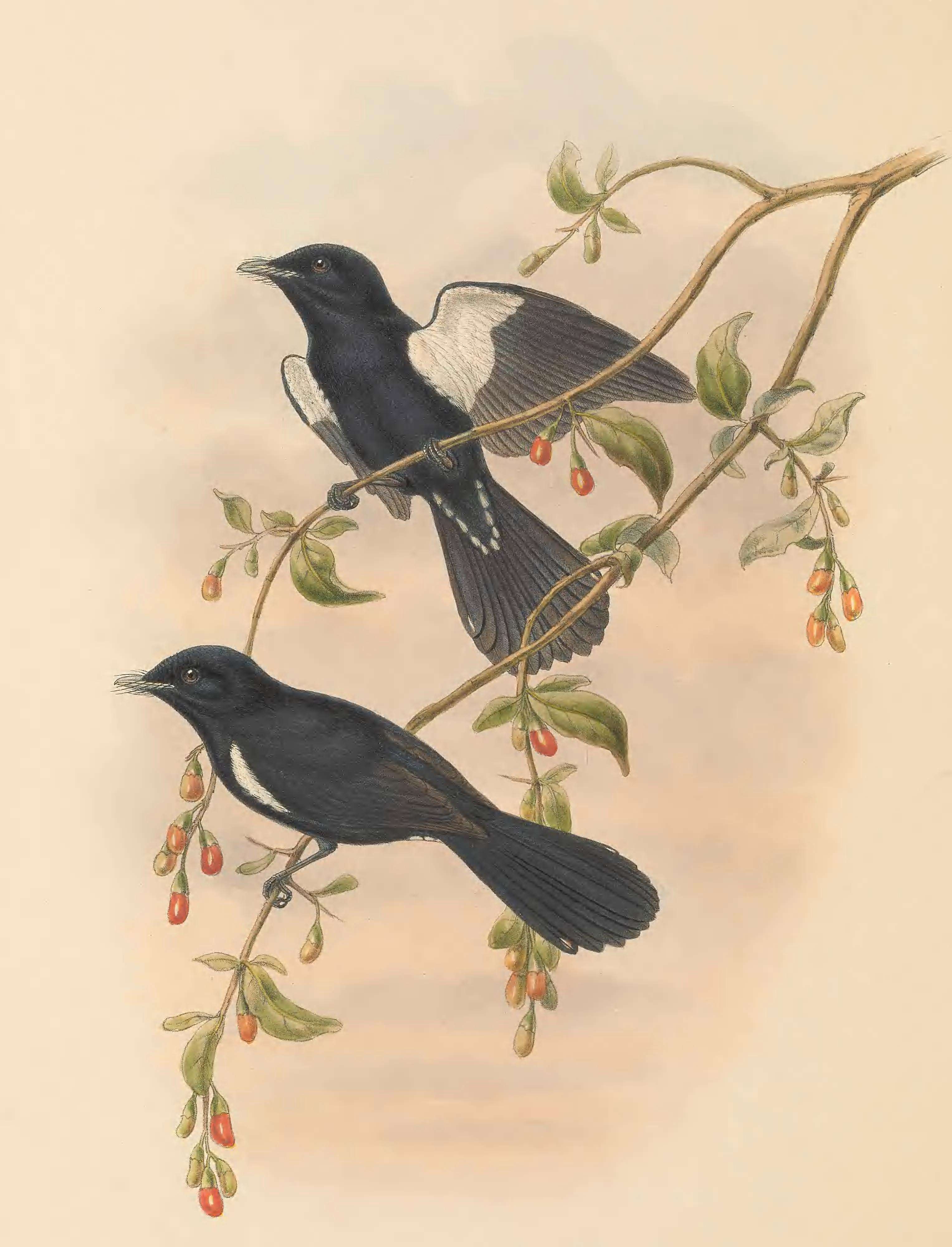 Image of Black Monarch