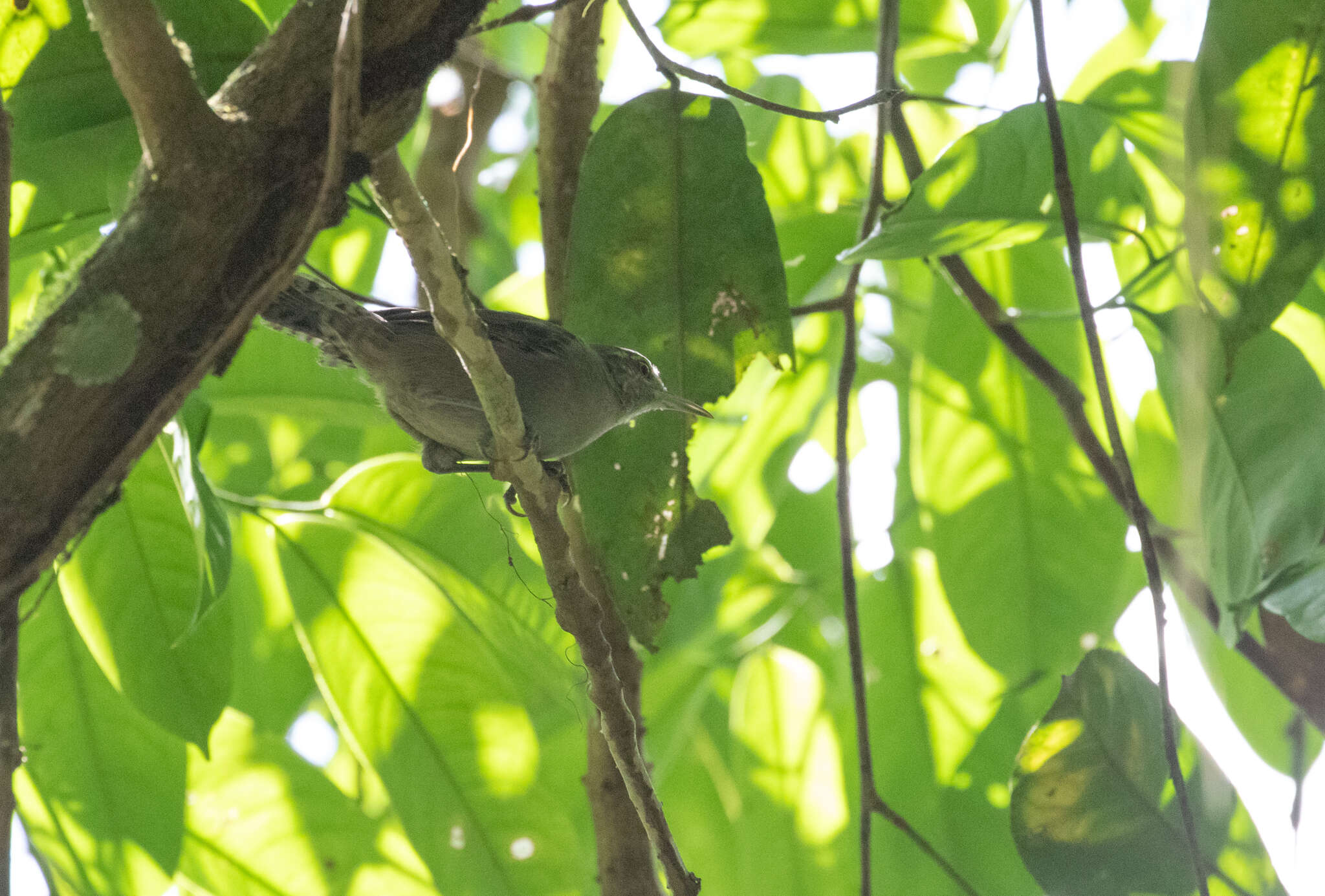 Image of Grey Wren