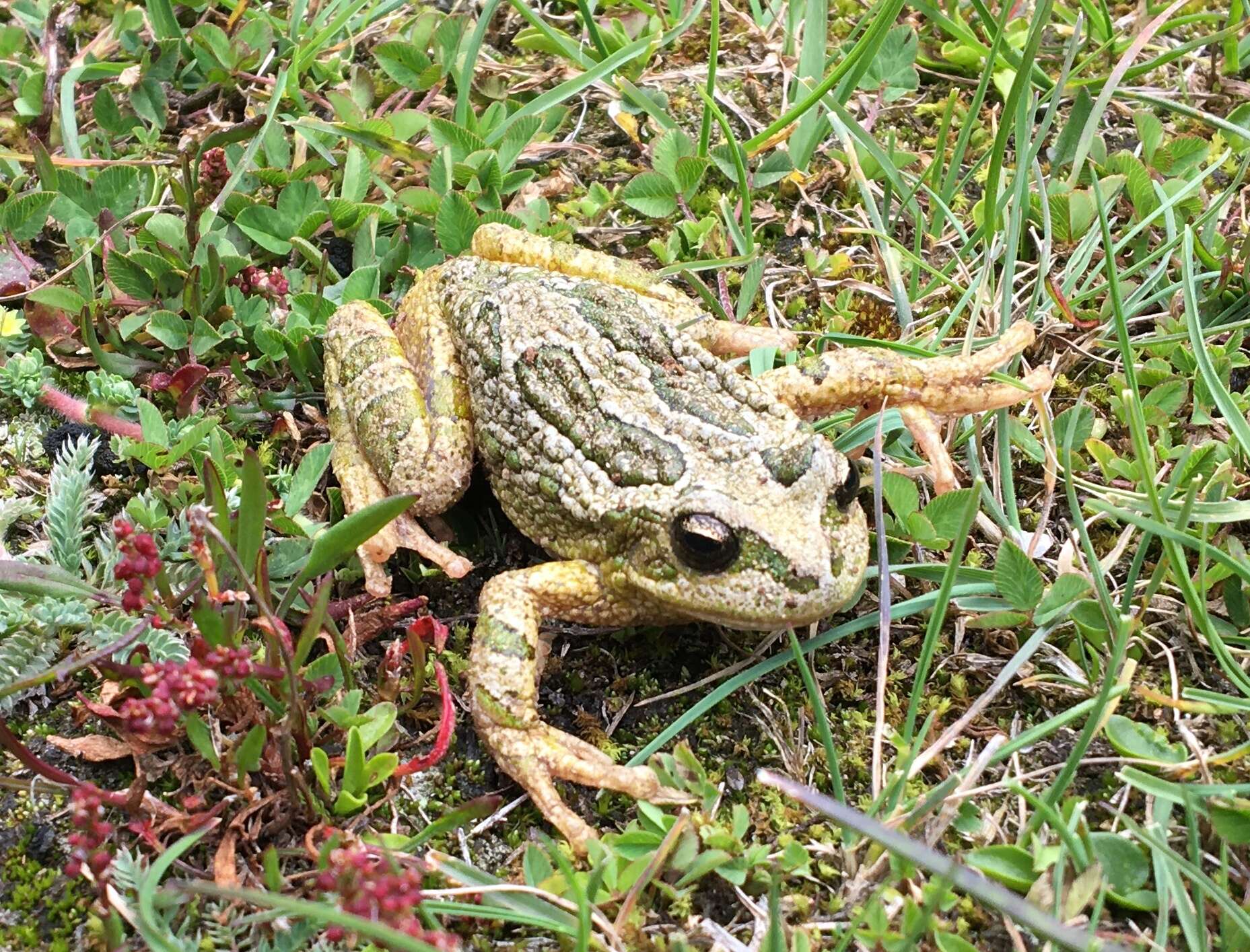 Image of Peru marsupial frog