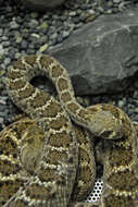 Image of Western Diamond-backed Rattlesnake