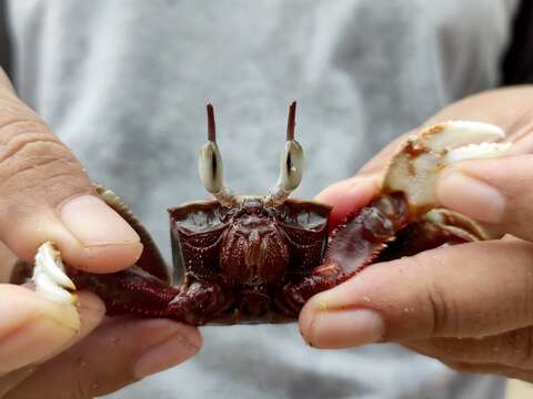 Image of Horned Ghost Crab