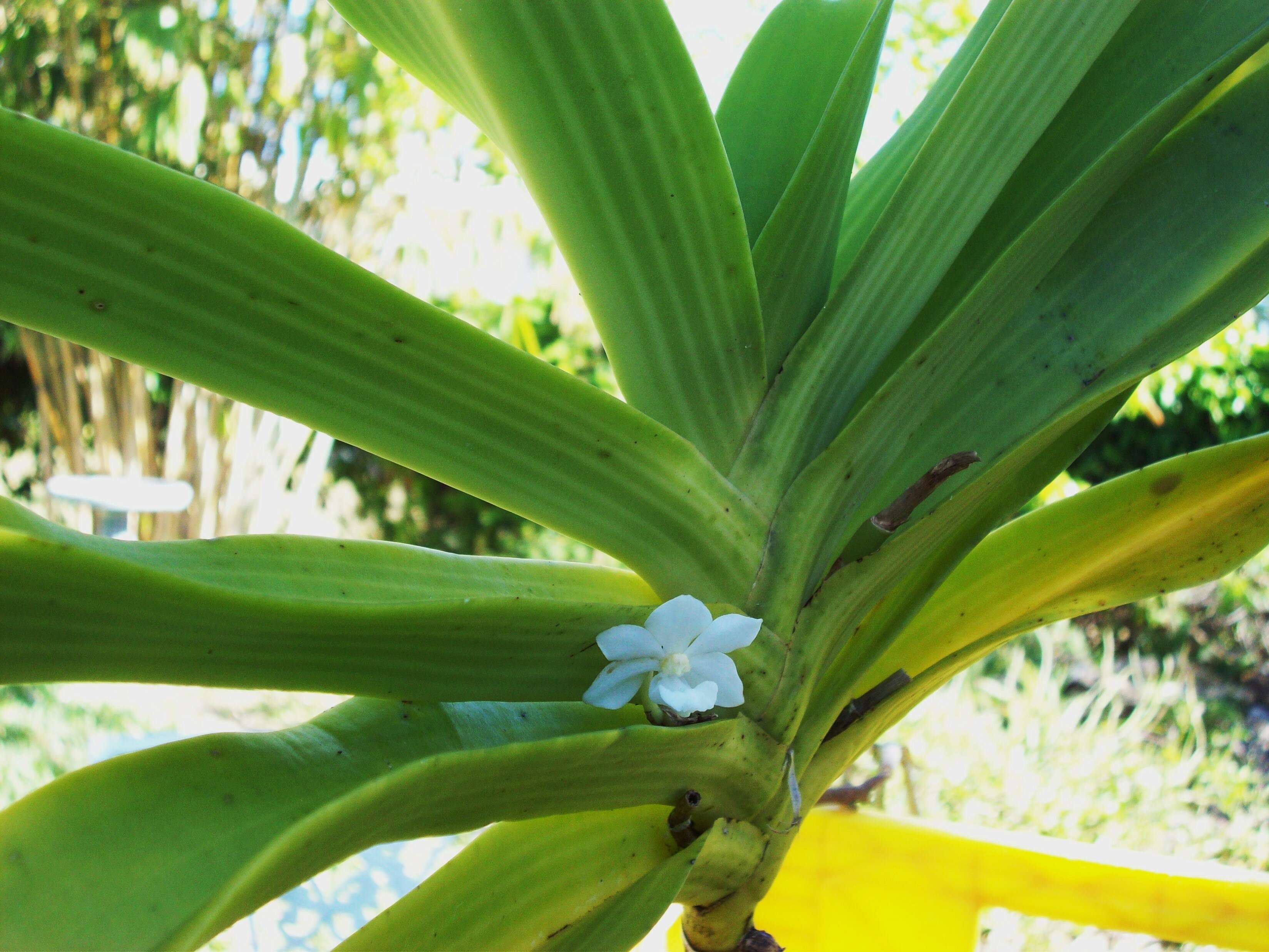 Слика од Rhynchostylis gigantea (Lindl.) Ridl.