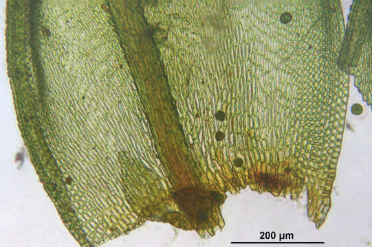 Image of orthotrichum moss