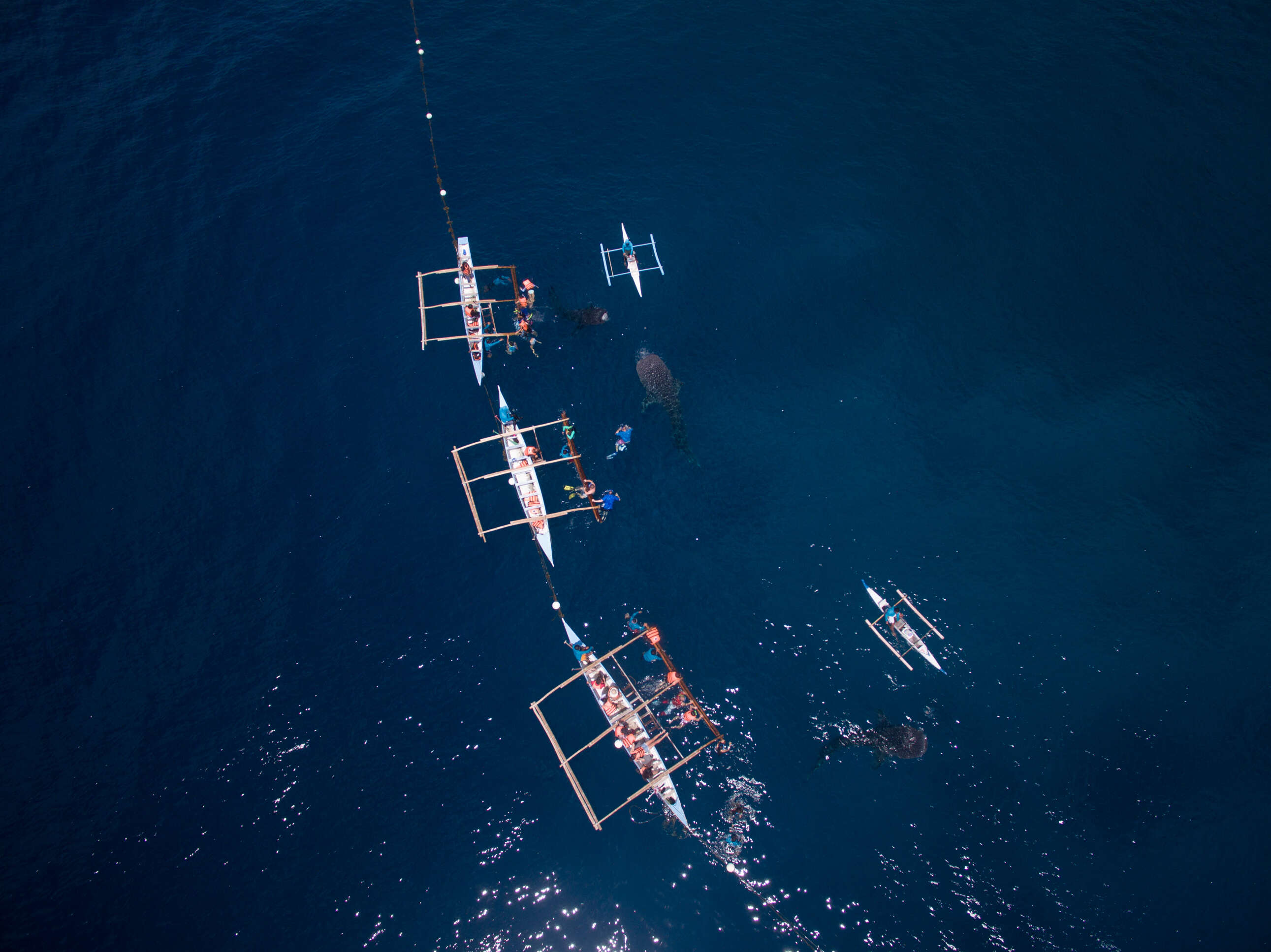 Image of whale sharks