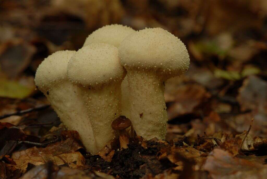 Imagem de Lycoperdon perlatum Pers. 1796