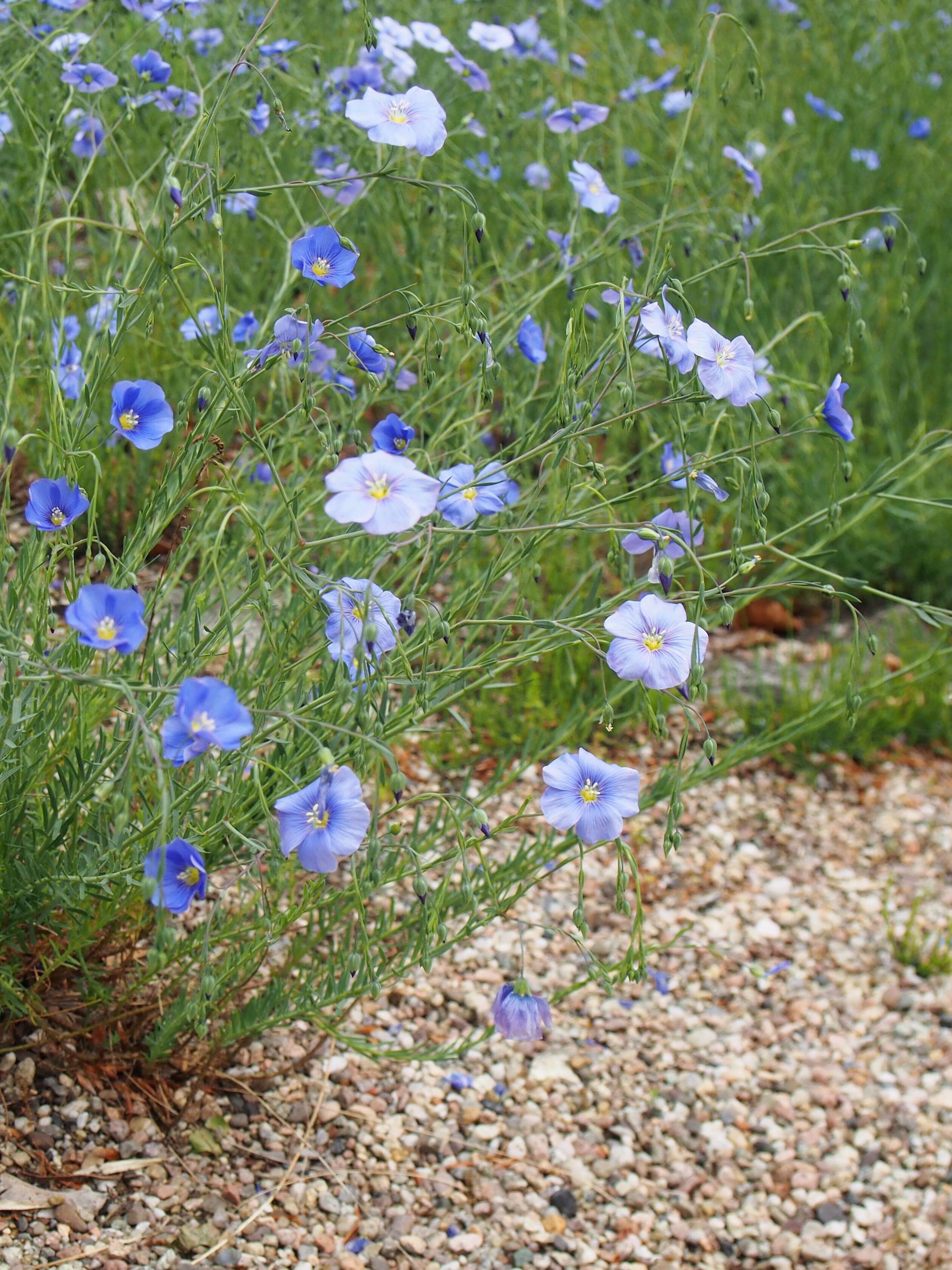 Image of Asian flax