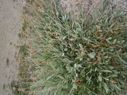 Image of sea-purslane