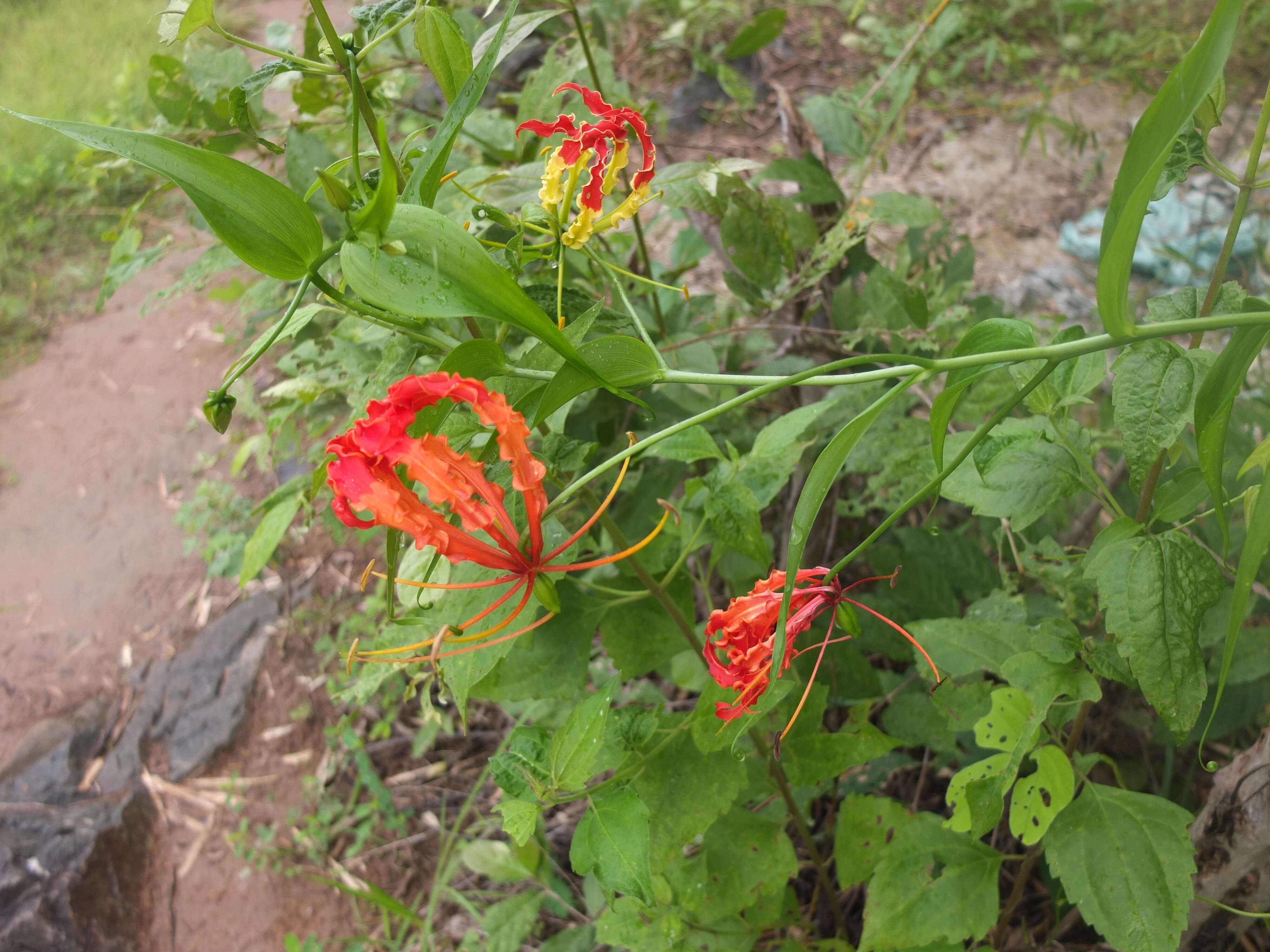 Image of flame lily